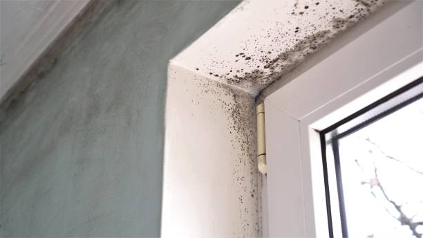 Best Toxic Mold Removal  in Palestine, IL