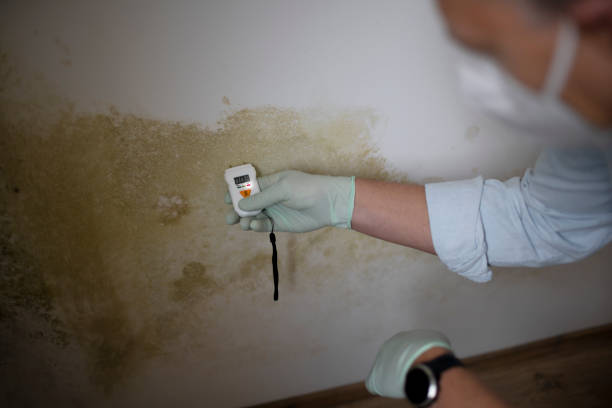 Professional Mold Removal in Palestine, IL