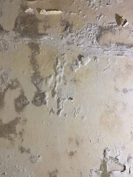 Attic Mold Removal in Palestine, IL