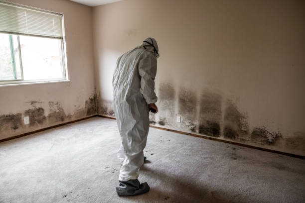 Best Crawl Space Mold Removal  in Palestine, IL